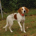 Adoptable Georgia Dogs for November 5, 2013