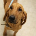 Adoptable Georgia Dogs for September 30, 2013