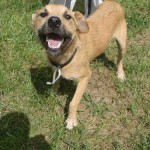 Adoptable Georgia Dogs for September 18, 2013