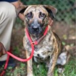 Adoptable Georgia Dogs for November 4, 2013