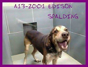 Edison Hound