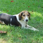 Adoptable Georgia Dogs for October 2, 2013