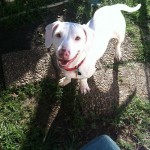 Adoptable Georgia Dogs for November 25, 2013
