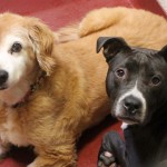 Adoptable Georgia Dogs for September 3, 2013