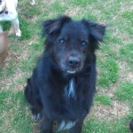 Adoptable Georgia Dogs for October 25, 2013