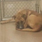 Adoptable Georgia Dogs for November 18, 2013