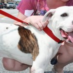 Adoptable Georgia Dogs for September 13, 2013