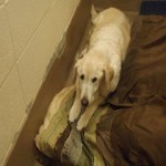 Adoptable Georgia Dogs for November 15, 2013