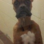 Adoptable Georgia Dogs for November 22, 2013