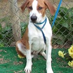 Adoptable Georgia Dogs for November 27, 2013