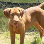 Adoptable Georgia Dogs for October 7, 2013
