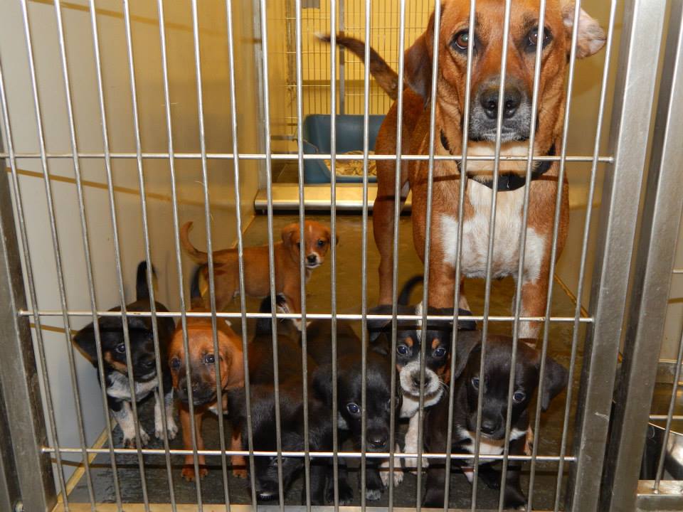Hound and Pups
