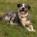 Adoptable Georgia Dogs for November 12, 2013
