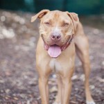 Adoptable Georgia Dogs for October 9, 2013