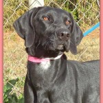 Adoptable Georgia Dogs for November 14, 2013
