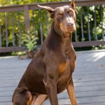 Adoptable Georgia Dogs for November 11, 2013