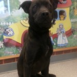 Adoptable Georgia Dogs for October 4, 2013
