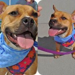 Adoptable Georgia Dogs for October 17, 2013
