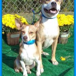 Adoptable Georgia Dogs for November 13, 2013