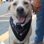 Adoptable Georgia Dogs for September 25, 2013