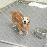 Georgia Adoptable Dogs for October 23, 2013