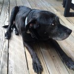 Adoptable (and Lost) Dogs for October 22, 2013