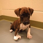 Adoptable Georgia Dogs for October 24, 2013