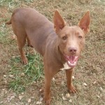 Adoptable Georgia Dogs for November 26, 2013