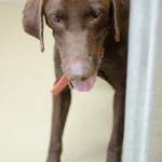 Adoptable Georgia Dogs for November 19, 2013