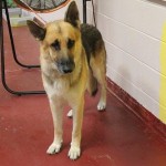 Adoptable Georgia dogs for September 12, 2013