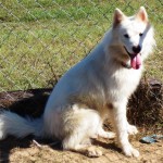 Adoptable Georgia Dogs for October 14, 2013