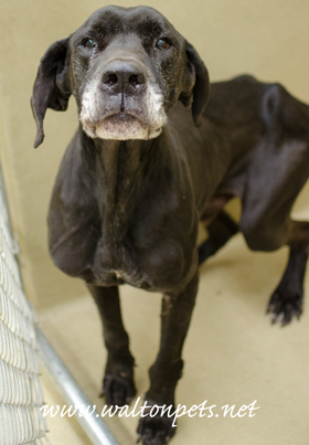 Sampson Great Dane