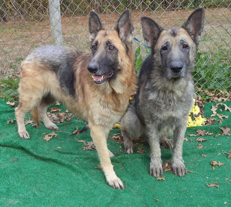 Sampson and Delilah