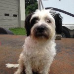 Adoptable Georgia Dogs for October 8, 2013 – Small, Medium, Large