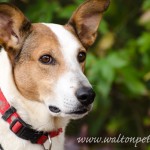 Adoptable Georgia Dogs for October 16, 2013