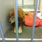 Adoptable Georgia Dogs for October 31, 2013
