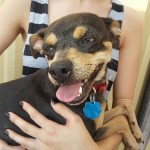 Adoptable Georgia Dogs for October 1, 2013