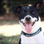 Adoptable Georgia Dogs for October 10, 2013