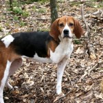 Adoptable Georgia Dogs for September 6, 2013