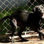 Adoptable Georgia Dogs for October 30, 2013