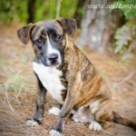 Adoptable Georgia Dogs for October 11, 2013