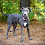 Adoptable Georgia Dogs for October 3, 2013