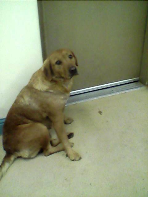 Yellow Lab