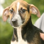 Georgia Adoptable Dogs for October 15, 2013