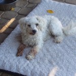 Adoptable Georgia Dogs for December 20, 2013