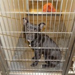 Adoptable Georgia Dogs for December 2, 2013