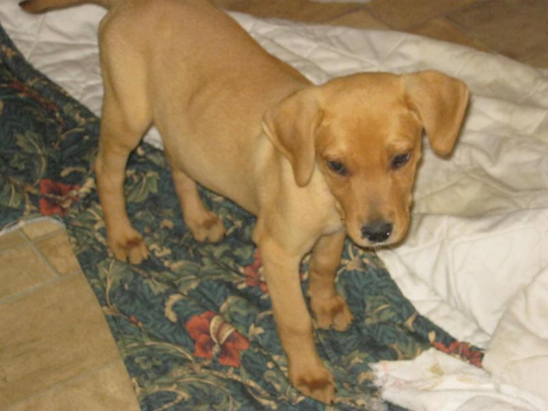 Bruce Lab2
