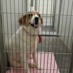 Adoptable Georgia Dogs for December 17, 2013