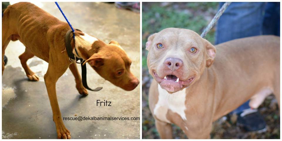 Fritz