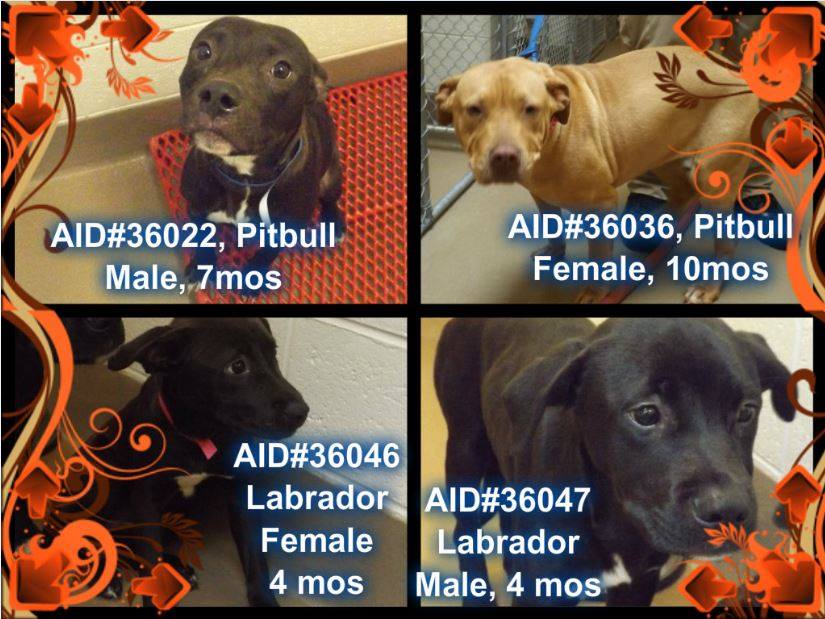 GwinnettPuppies